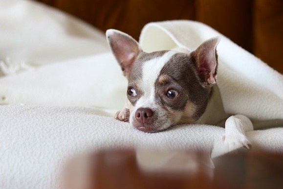 buying-a-weighted-blanket